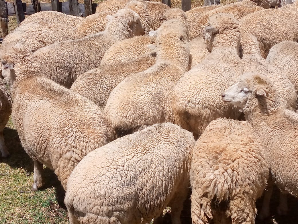 Merino Sheep