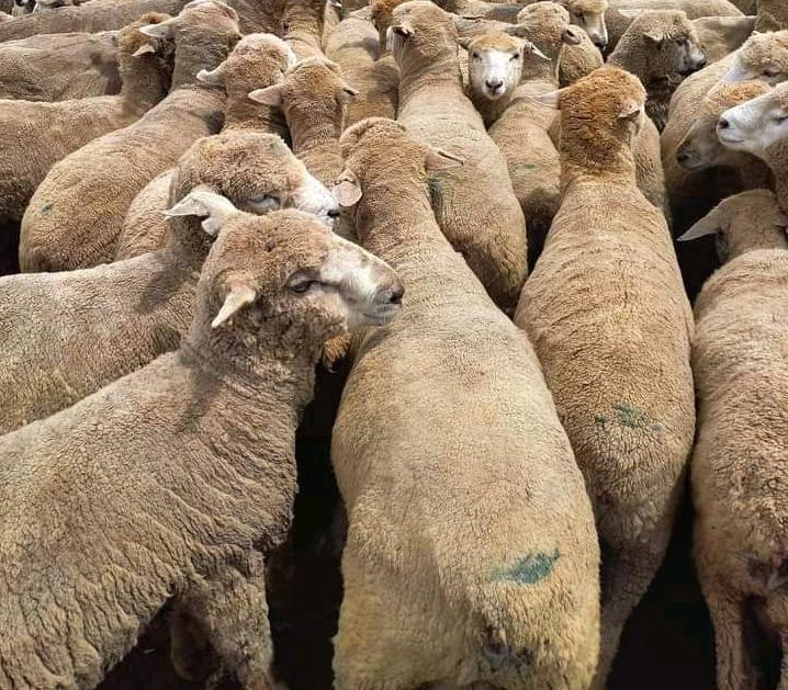 Merino Sheep