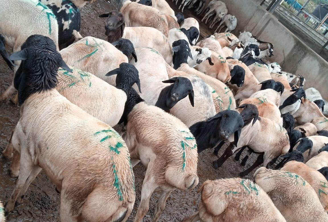 Somali black head sheep